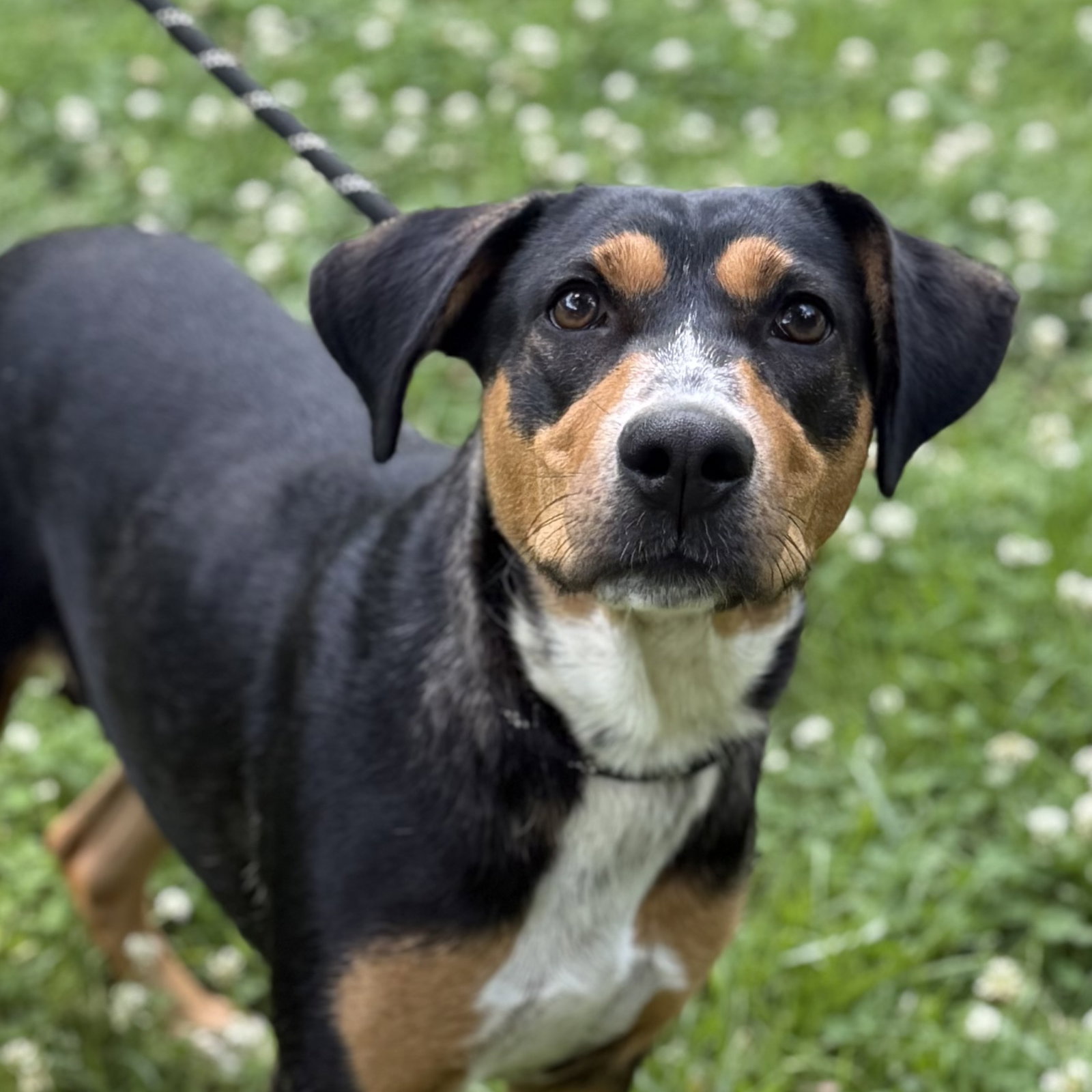 MOLLY, dog