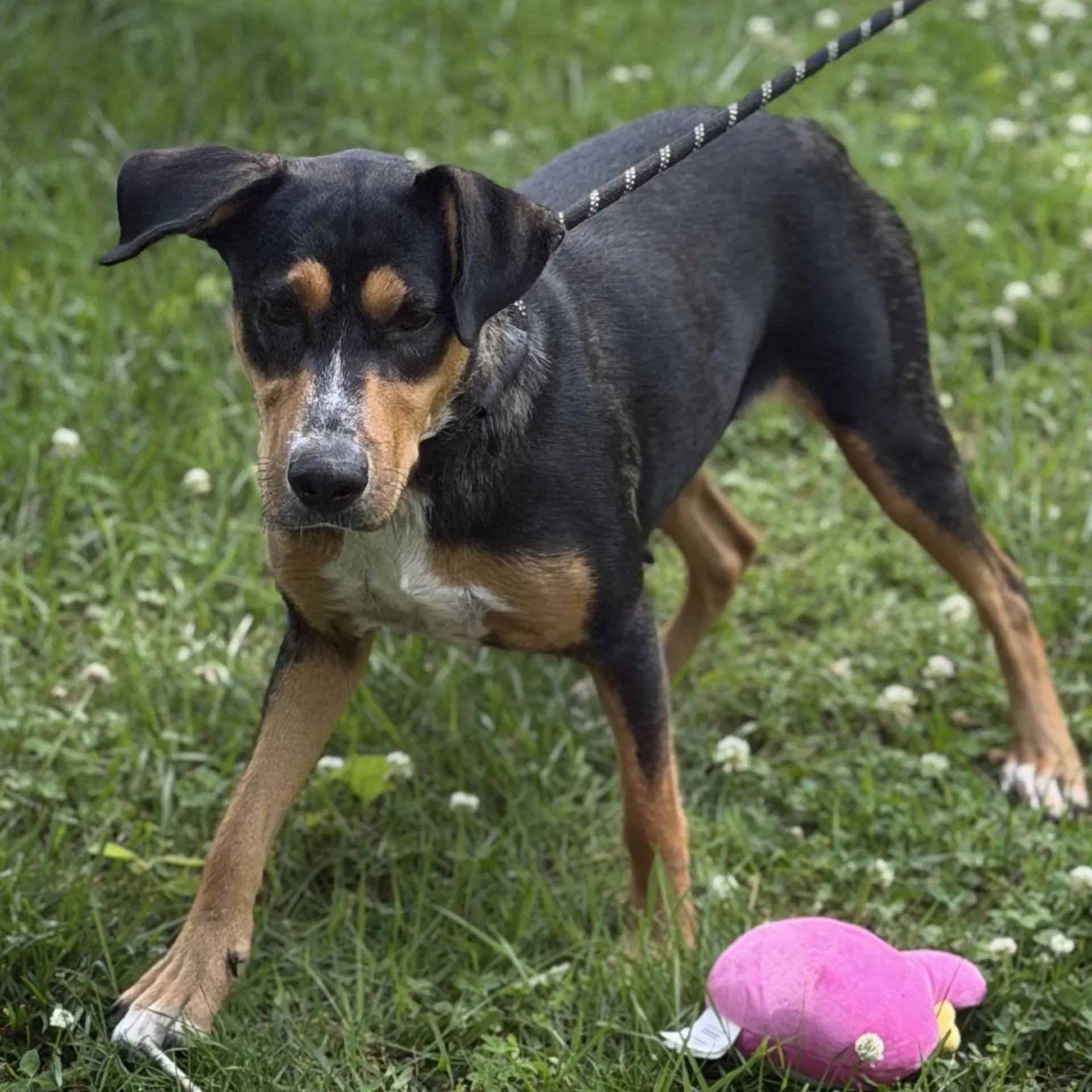 Molly image 4