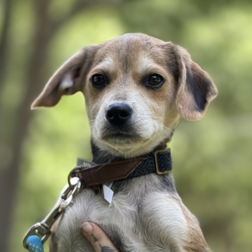 LATTE, an adoptable Cocker Spaniel in Yardley, PA