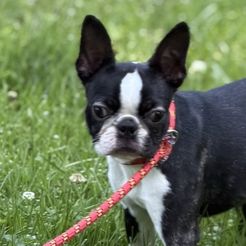 Bugsy