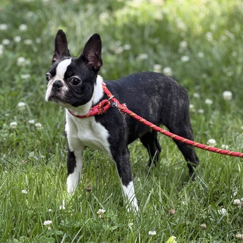 BUGSY