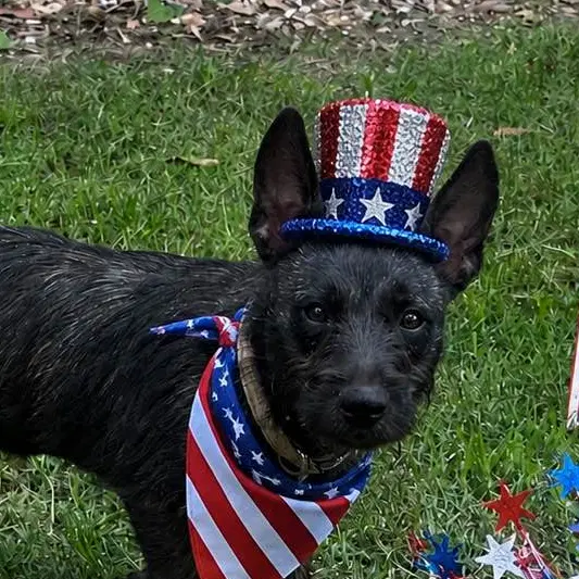 Oreana - Terrier