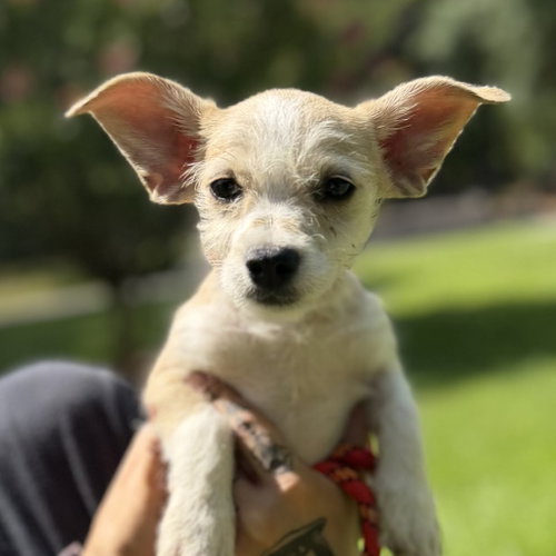 Baby Yoda