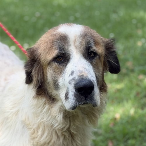Mango, an adoptable Great Pyrenees in Yardley, PA