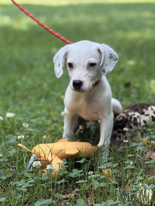 Scruffy, an adoptable Wirehaired Fox Terrier in Yardley, PA