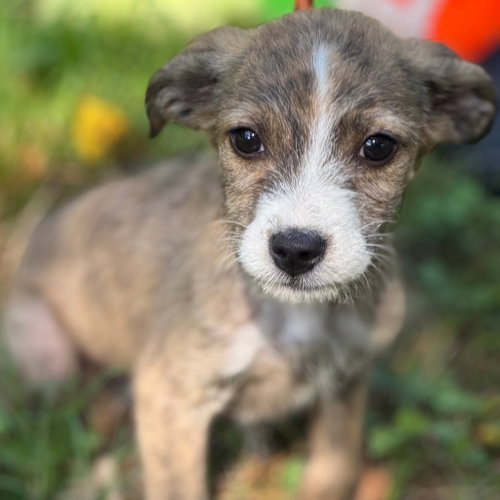 Pip