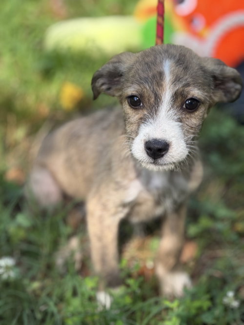 Pip, an adoptable Wirehaired Fox Terrier in Yardley, PA