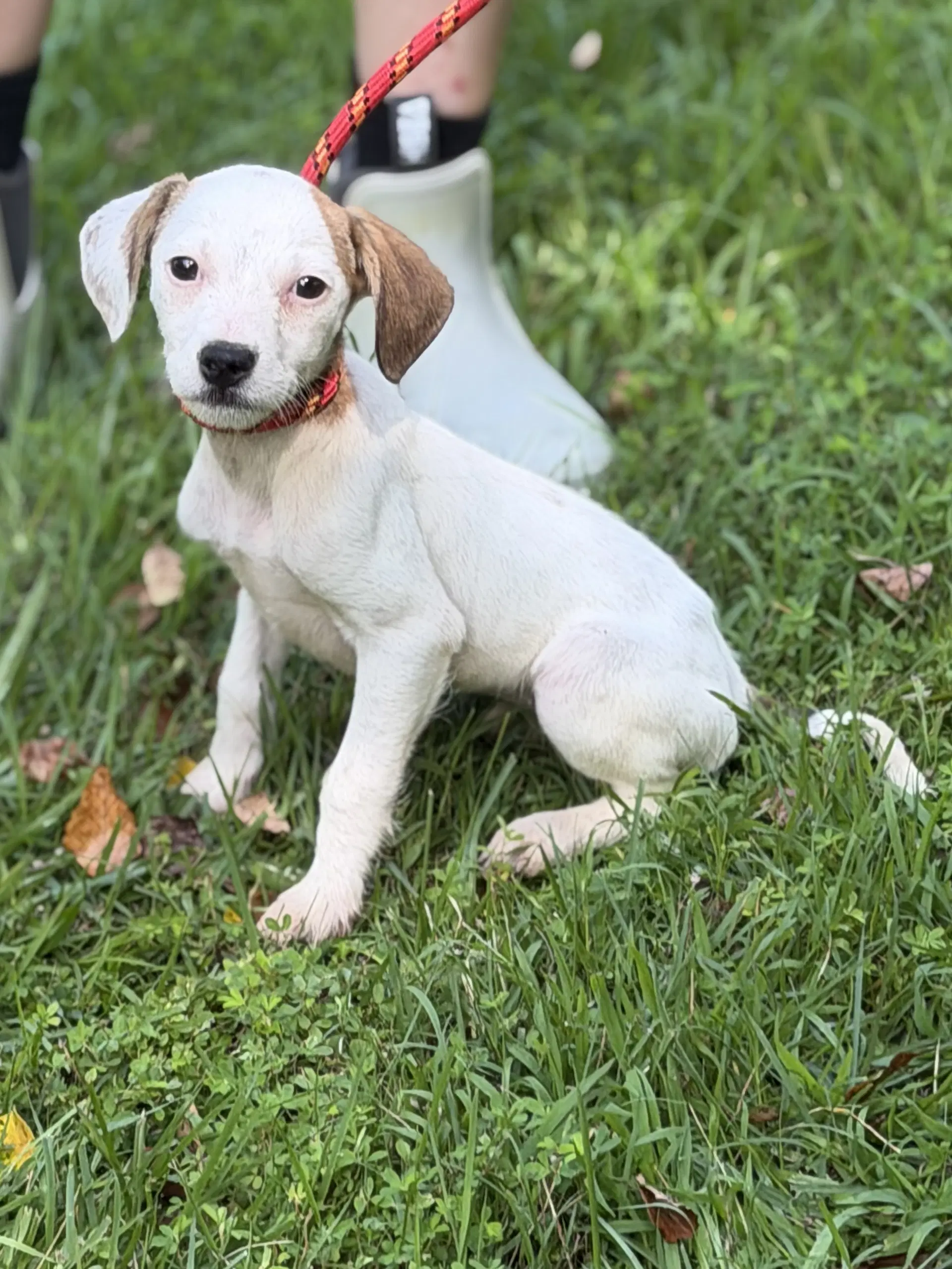 Ivory - Wirehaired Fox Terrier