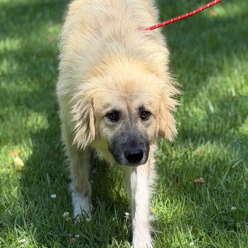 Dukey, a dog for adoption from Crossing Paths Animal Rescue
