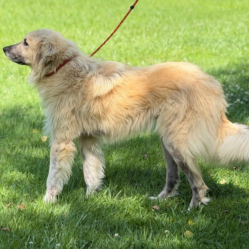 Photo 3 of Dukey