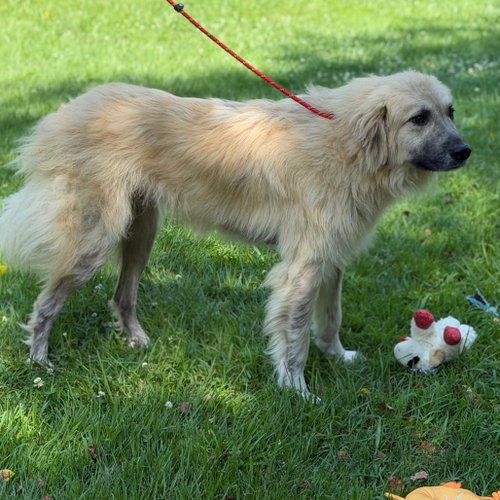Photo 4 of Dukey