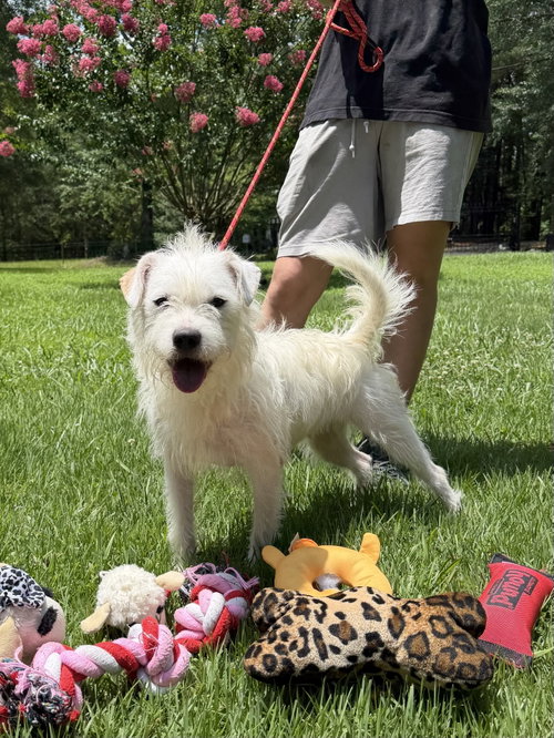 Millie, an adoptable Wirehaired Fox Terrier in Yardley, PA