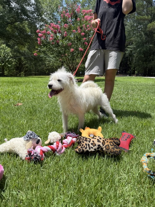 Millie photo 3