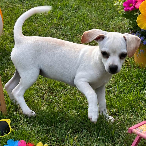 Kiana, an adoptable Chihuahua in Yardley, PA