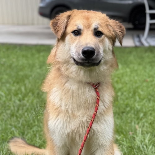 Stacey, an adoptable Great Pyrenees in Yardley, PA