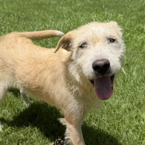 Sky, an adoptable Border Terrier in Yardley, PA