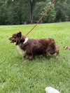 KIMMY KIBBLE - Photo 2
