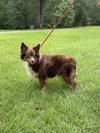 KIMMY KIBBLE - Photo 3