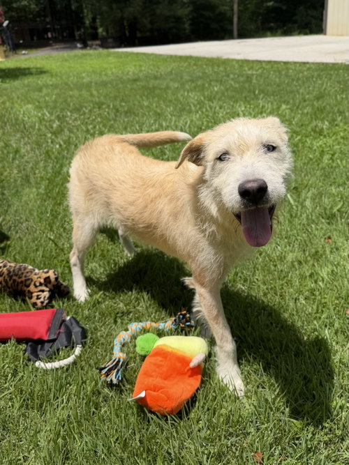 SKY, an adoptable Border Terrier in Yardley, PA