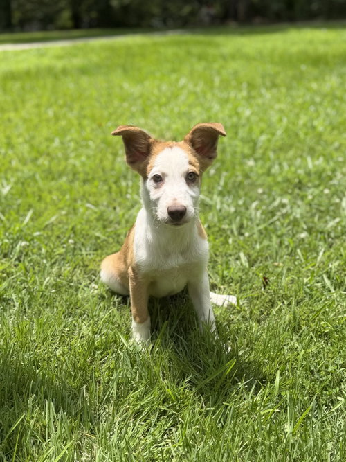 Liam