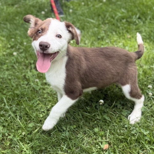 Noah, an adoptable Australian Shepherd in Yardley, PA