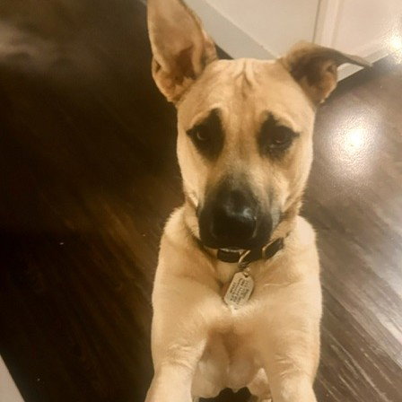 Sinbad   Lower Fee!  In Pa! photo 2