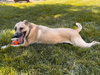 SINBAD   LOWER FEE!  IN PA!