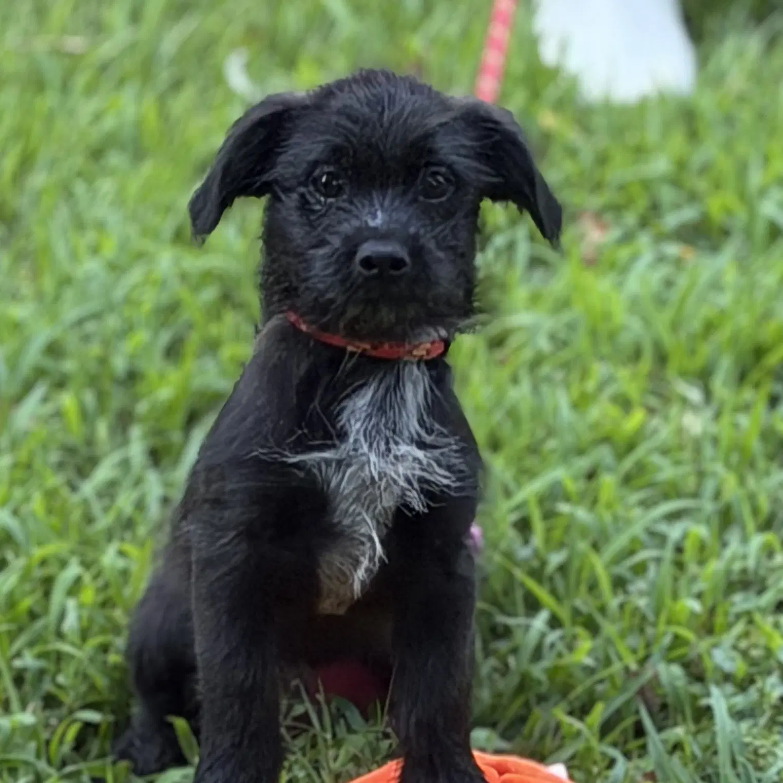 Zambo - Cocker Spaniel