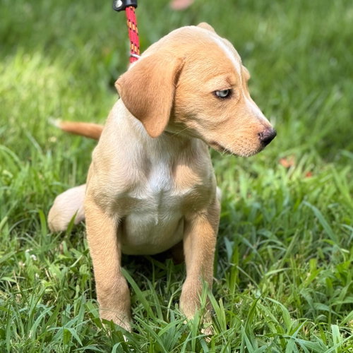 Gracie photo 4