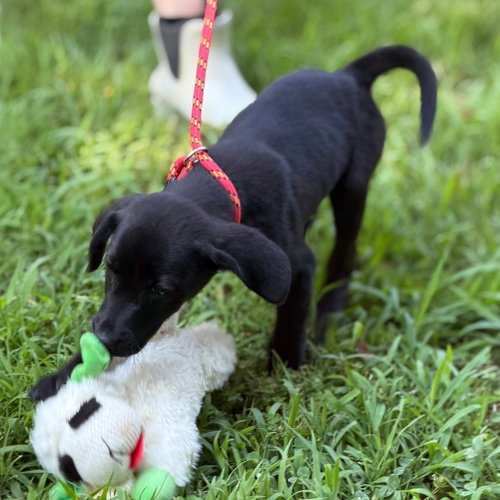 Linus photo 3