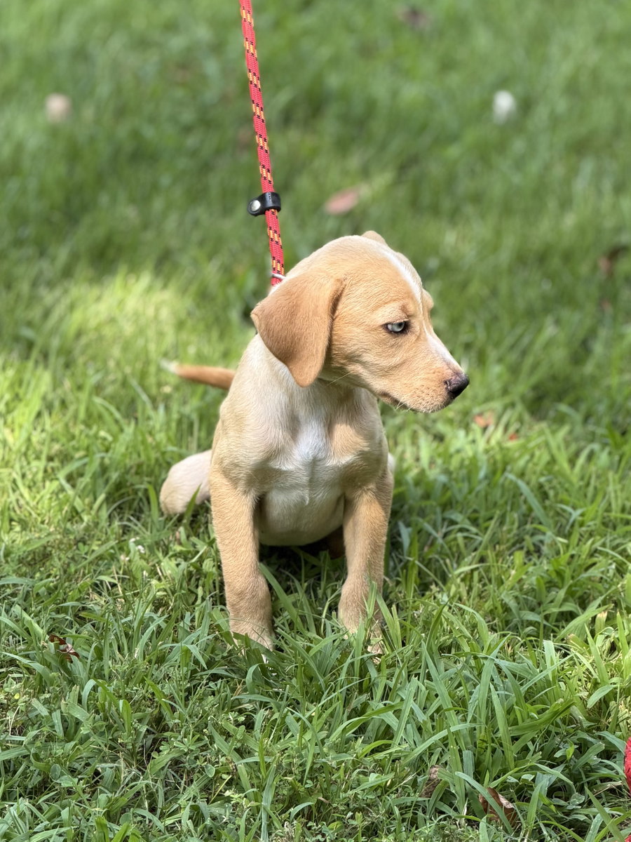 GRACIE