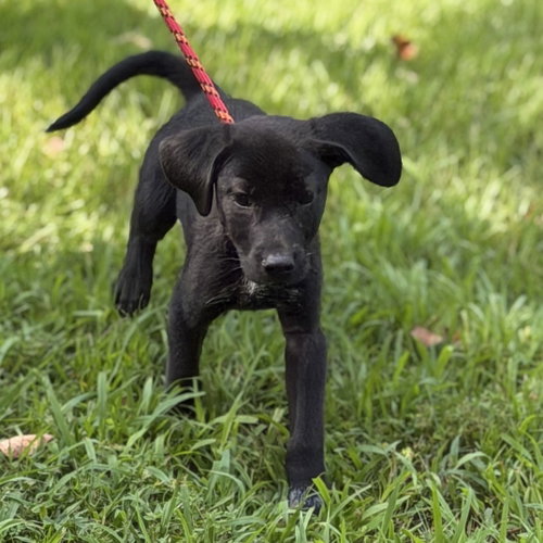 Linus photo 2