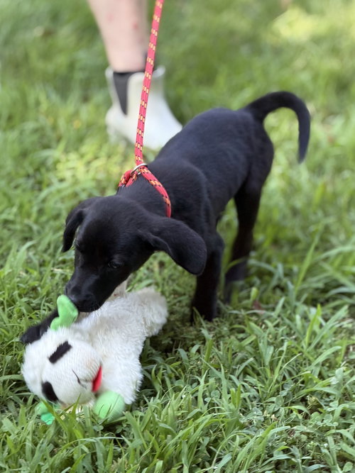 Linus photo 3