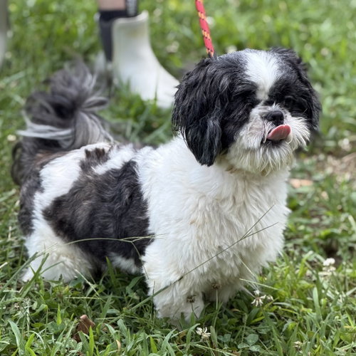 Yoshi photo 3