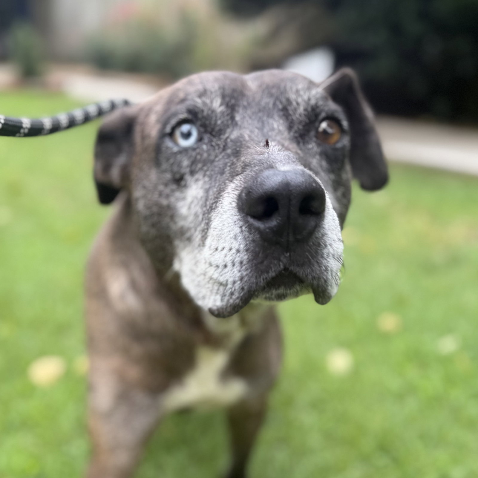 JONES, dog