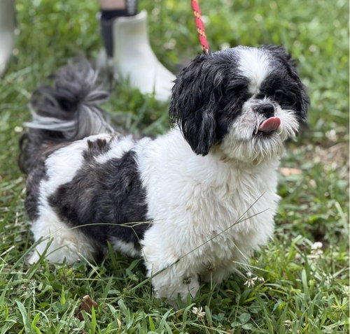 Yoshi photo 3