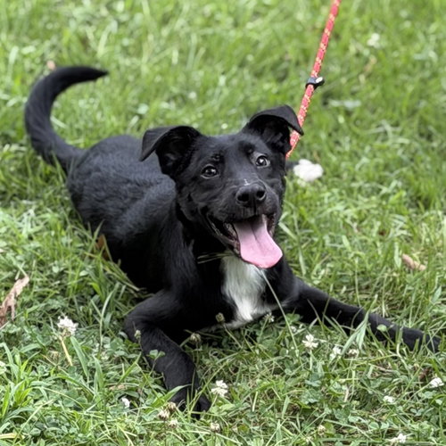BEN, an adoptable Black Labrador Retriever in Yardley, PA