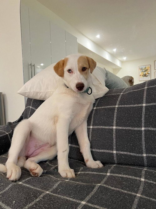 ASTRID LOWER FEE! IN PA!, a dog for adoption from Crossing Paths Animal Rescue