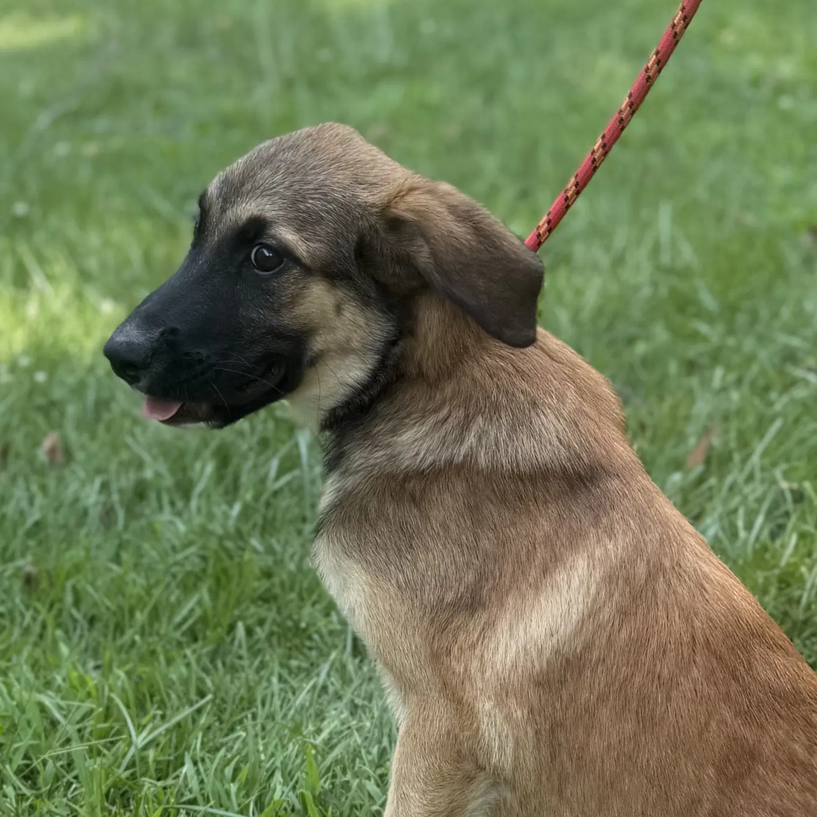 Ruffles - Shepherd