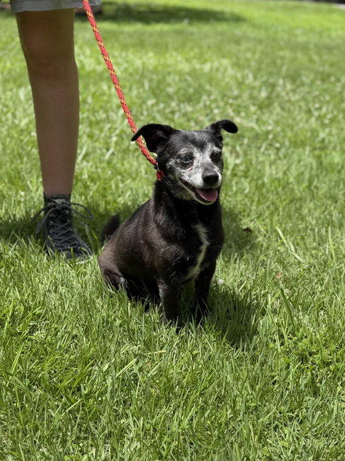 Raheem, a dog for adoption from Crossing Paths Animal Rescue