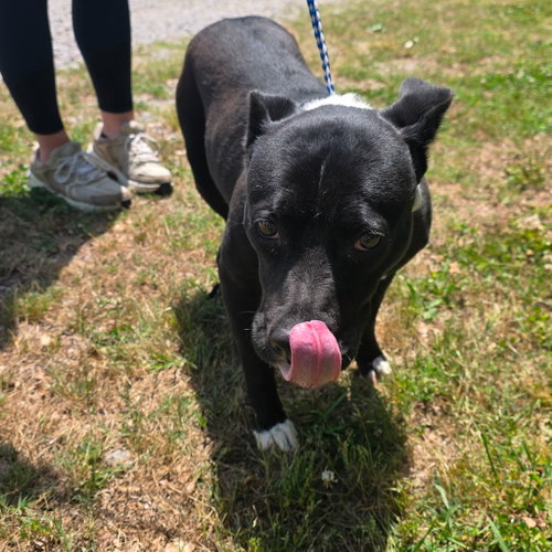 picture of the dog needing adoption