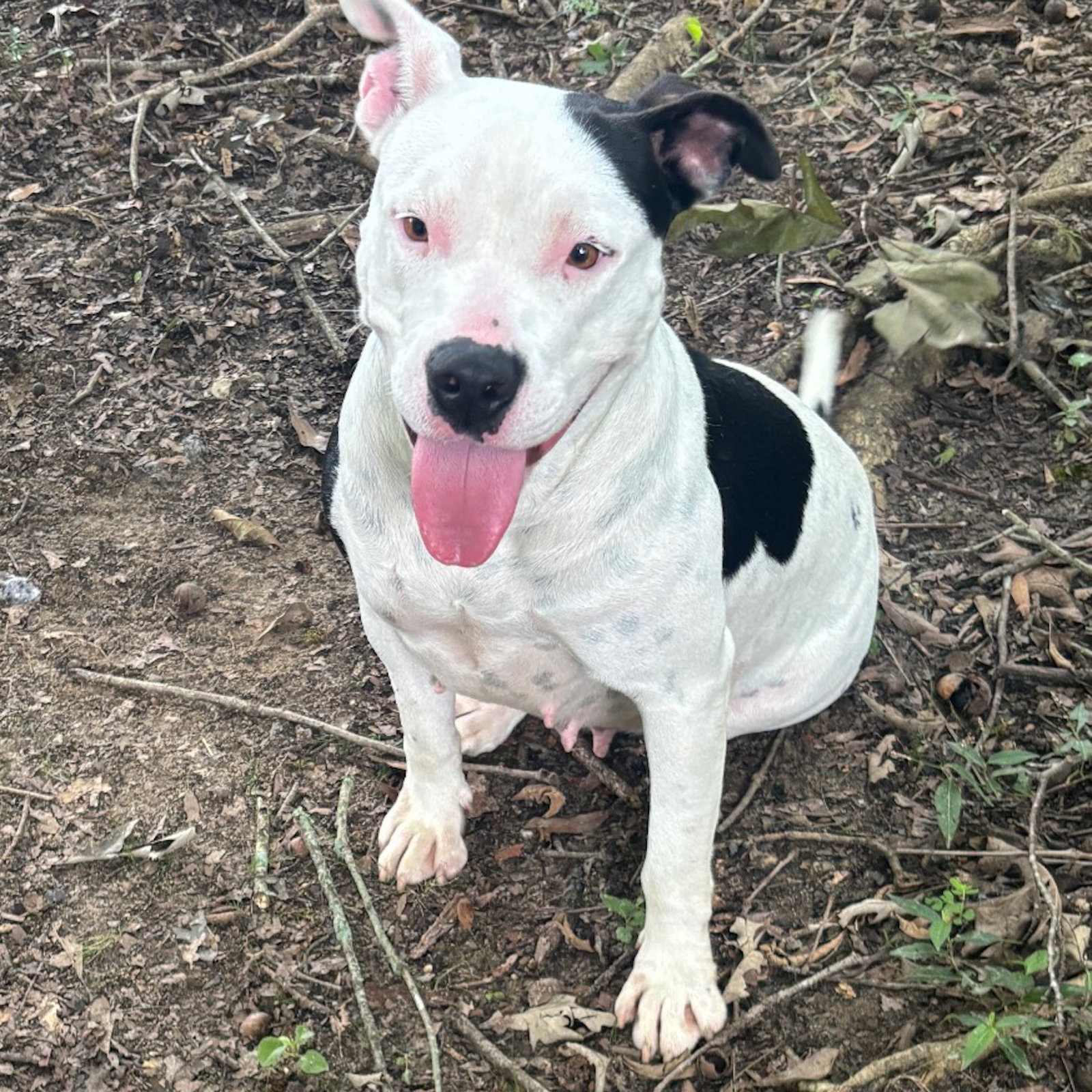 BONITA HOPE, dog