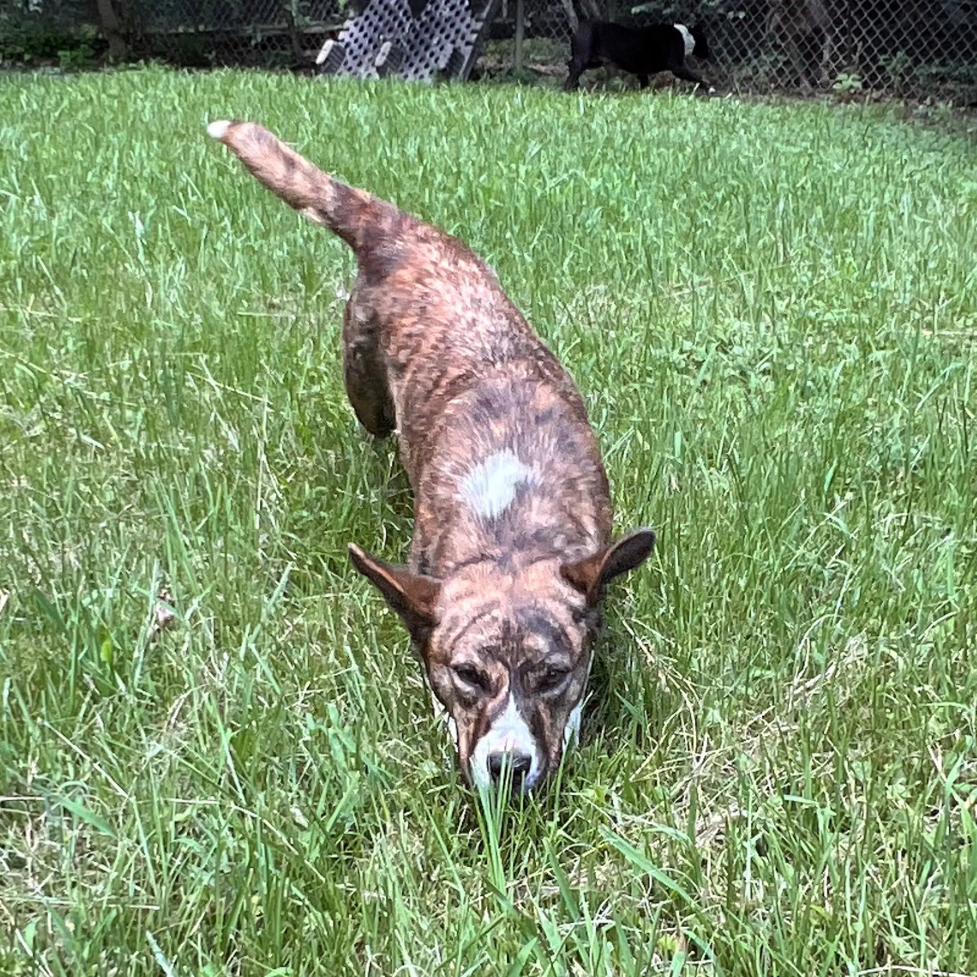 Landy Hope - Terrier
