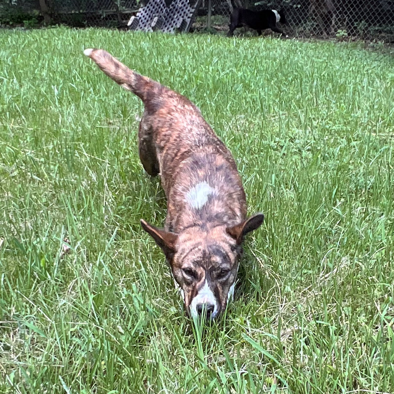 LANDY HOPE, dog