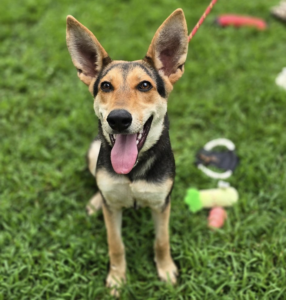 RUBY RED HOPE, dog