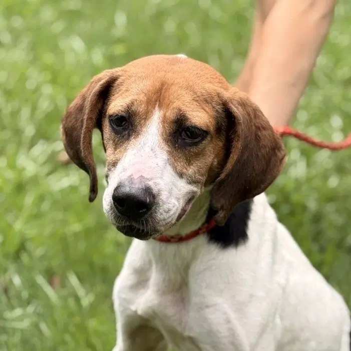 Kaylie - Beagle