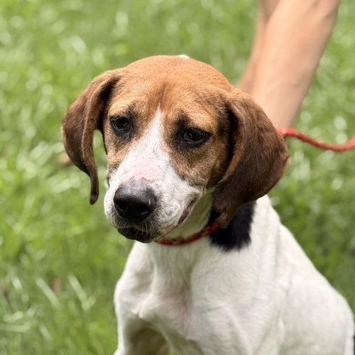 Kaylie, a dog for adoption from Crossing Paths Animal Rescue