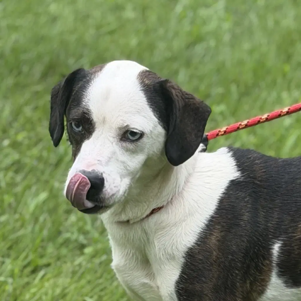 Dot - Terrier