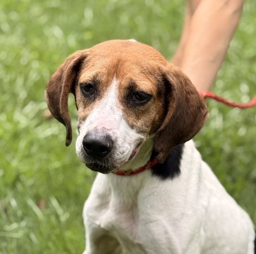 KAYLIE, a dog for adoption from Crossing Paths Animal Rescue