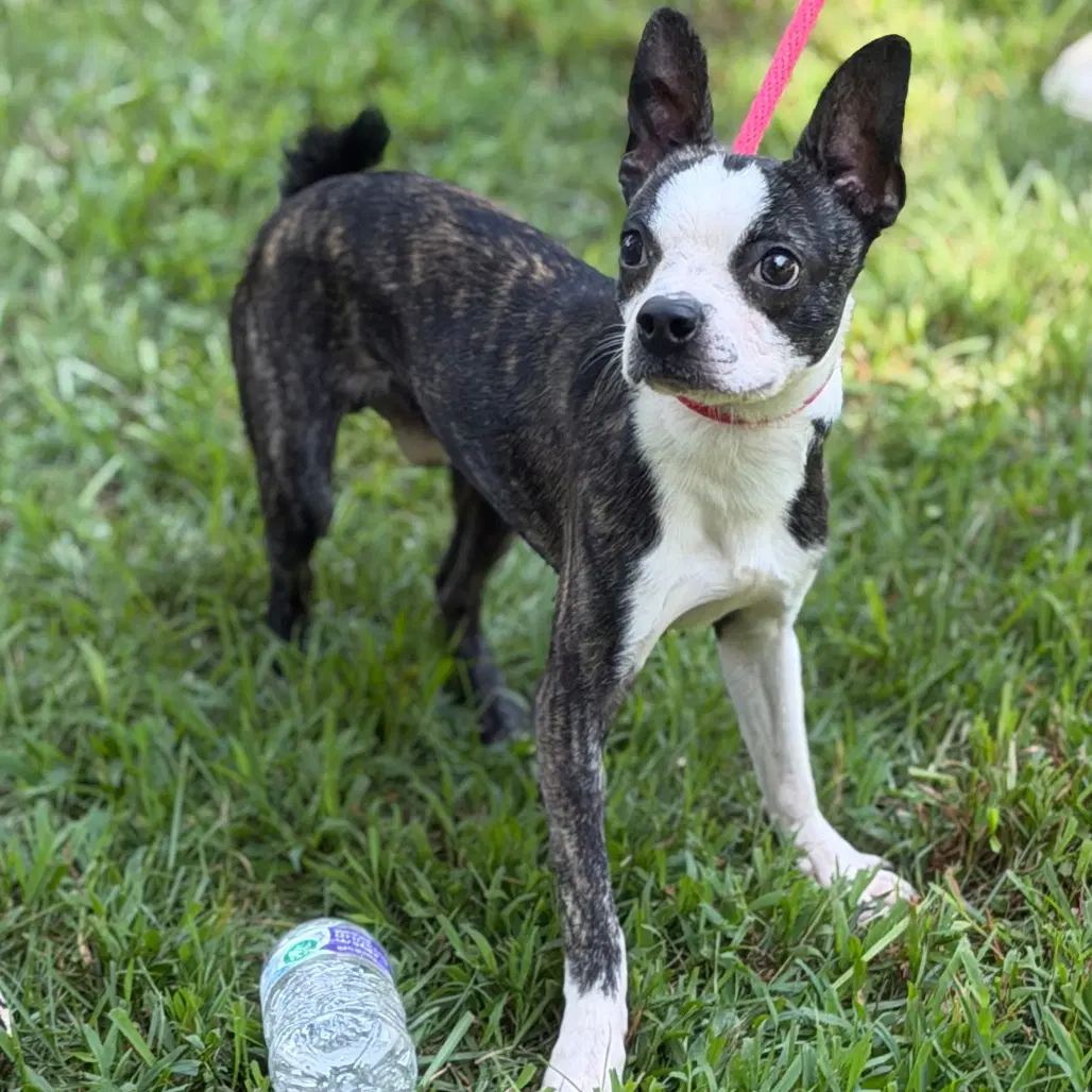 Poseidon - Boston Terrier